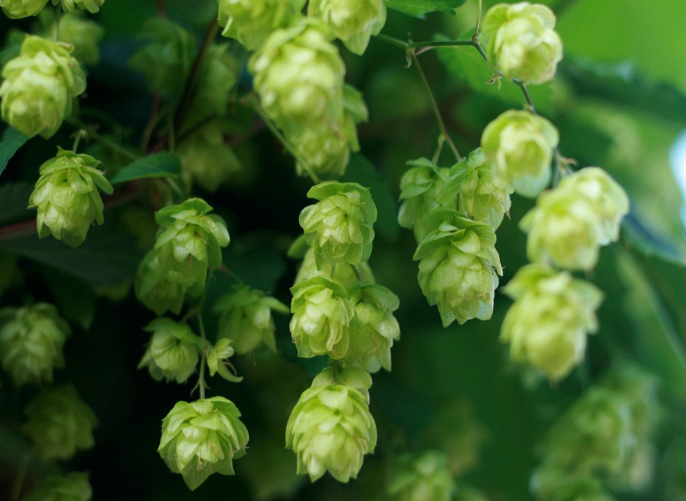 <b>What are hops and its role in beer</b>